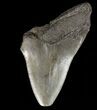 Partial, Megalodon Tooth - Georgia #61649-1